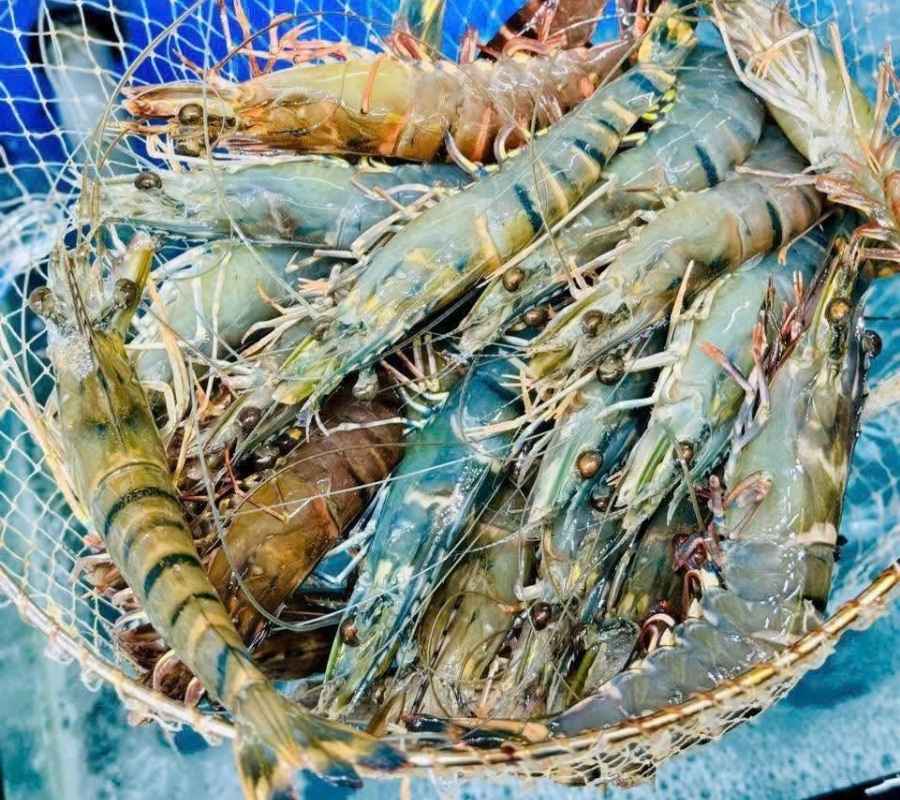 giá tôm sú sống quan-canh